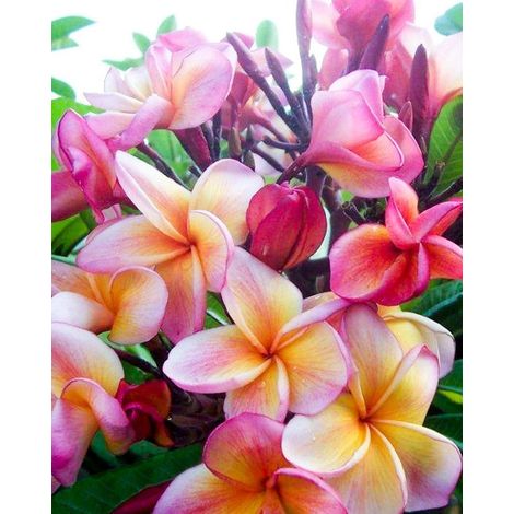 Plumeria Jackie pot 20 cm H60 – Plante tropicale aux fleurs parfumées