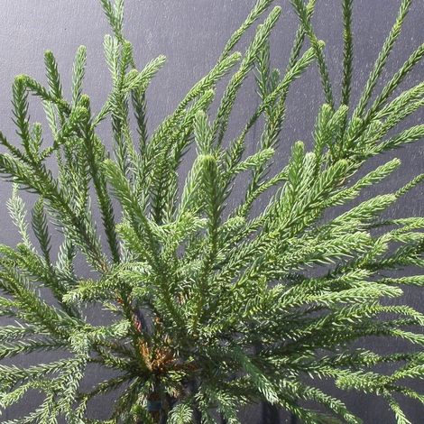 Cèdre du Japon Araucarioides, Cryptomeria/Pot de 3L - 40/60 cm (1/2)