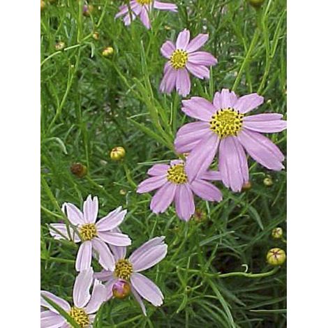 Coréopsis rosea Godet de 8/9 cm (1/2)
