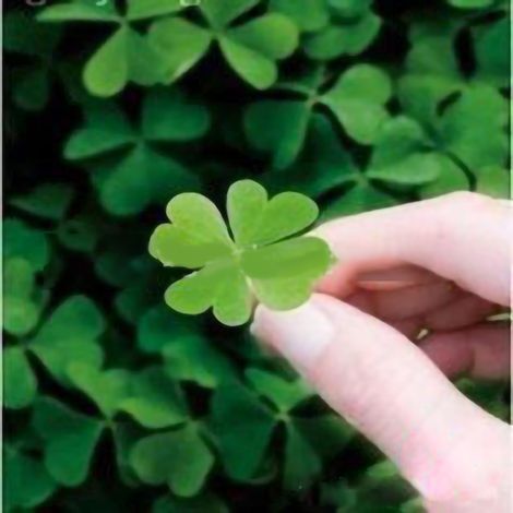100 graines de trèfle à quatre feuilles par sachet, graines de fleurs en pot pour balcon et décoration de jardin