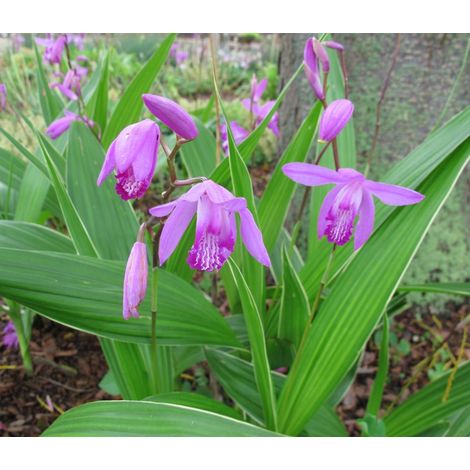 ORCHIDEA DA GIARDINO BLETILLA STRIATA ROSA VASO 12CM (1/3)