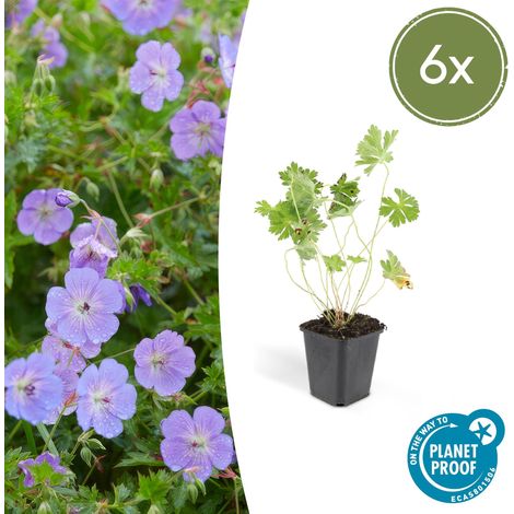 Lot de 6 Géraniums Rozanne Plantes Vivaces Couvre-sol à Longue Floraison Violette Ø9cm - PANGIVO (1/5)