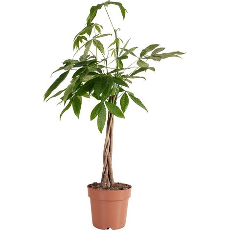 Bloomique - Pachira Aquatica - Arbre à argent - Cacao d'eau - Plantes d'intérieur - Purificateur d'air - Facile d'entretien - Hauteur 80-90 cm - Pot 21cm