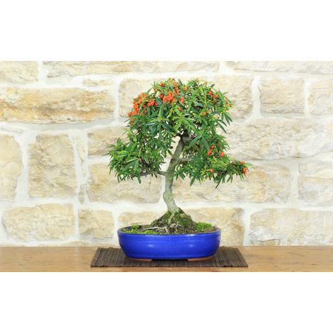Bonsai di Pyracantha Navaho (14) (1/5)