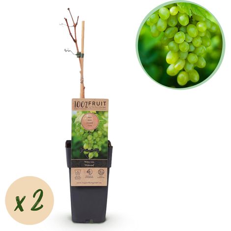 Vigne Vitis Vinifera Himrod Raisin Blanc Sans Pépins Lot de 2 Plantes Pot 15cm 50cm - PANGIVO (1/4)