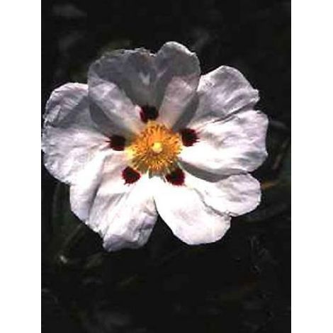 Ciste loretii Pot de 2L/3L (1/2)