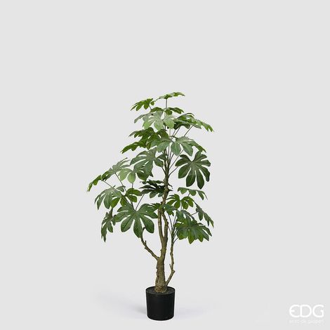 EDG Enzo De Gasperi Aralia Vogue con Vaso Pianta Artificiale H 144 Cm Verde (1/4)