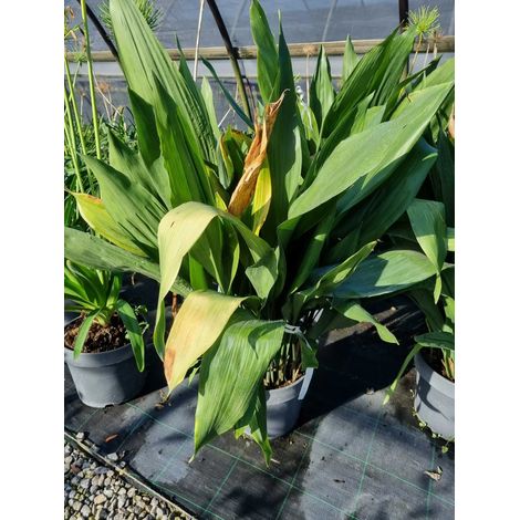 Gardenaria Asplenium scolopendrium - Pianta da interno ornamentale - Altezza: 15 cm (vaso 9)