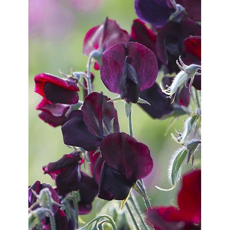 Pois de senteur 'Royal Maroon' le sachet de 30 graines (3g) (1/2)