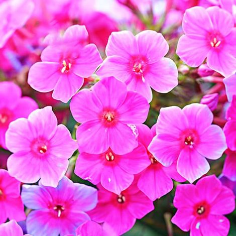 graines de cerisier fleurs avec engrais taux germination élevé à planter vivace convient aux jardins clôtures Rose (1/5)