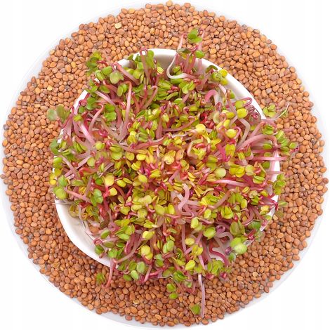 Rábano Red Coral - semillas para germinar 250 g (1/5)