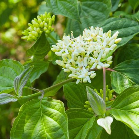 Cornouiller sanguin (Cornus sanguinea) (1/3)