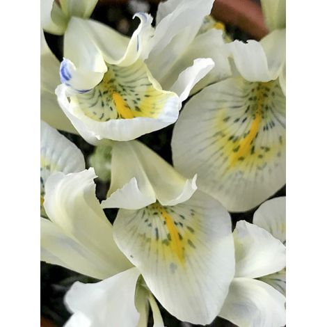 Iris 'Katharine's Gold' Bulbe calibre 6+ (par 5) (1/2)