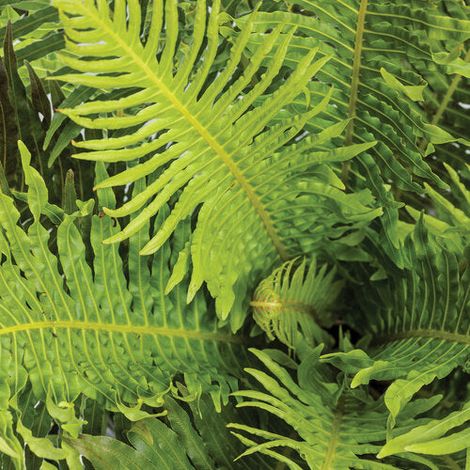 Gardenaria Blechnum gibbum 'Silver Lady' - Pianta da interno ornamentale - Altezza: 30 cm (vaso 12) (1/3)