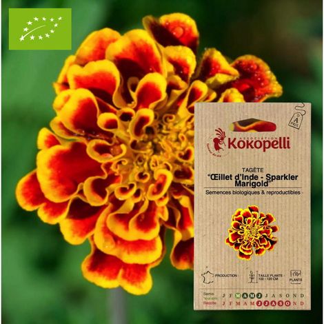 Tagète - Œillet d'Inde Sparkler Marigold- Graines bio à semer (1/2)