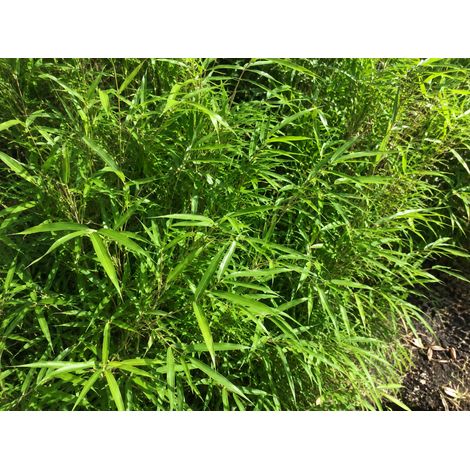 Gardenaria Bambù Nano Tsutsumiana - Bambusa tsutsumiana - Bambù ornamentale da esterno - Altezza: 50 cm (vaso 24)