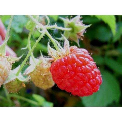 LAMPONE ROSSO HERITAGE (1 PIANTA) (1/2)