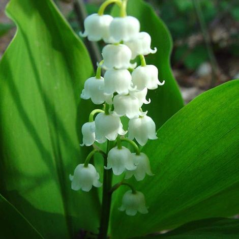 4 x Muguet - Convallaria majalis  - godet 9x9 cm