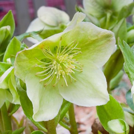 4 x Hellébore - Helleborus nigercors  - godet 9x9 cm