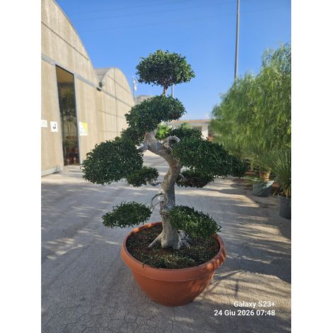 ULMUS PARVIFOLIA BONSAI CIOTOLA 90