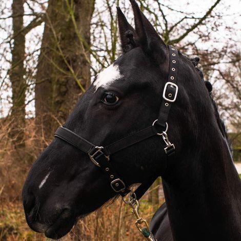 Pferdehalfter aus Polypropylen mit verstellbaren Schnallen für Pony, Stall oder Weide – Schwarz (1/5)