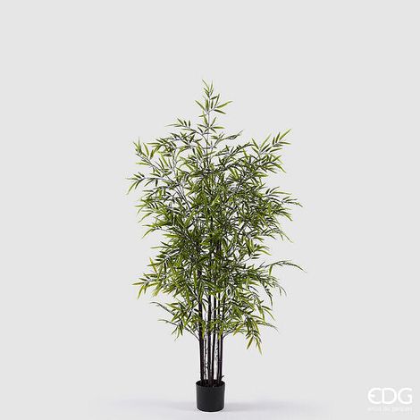 EDG Enzo De Gasperi Bamboo con Vaso H 150 cm Colore Verde Scuro e Chiaro