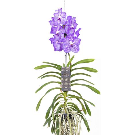 Gardenaria Vanda 'Light Blue' - Pianta da interno ornamentale - Altezza: 80 cm (vaso 15) (1/5)