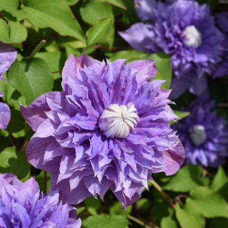 Clematite - Clematis Multi Blue 70cm (1/2)