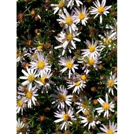Aster 'Adustus Nanus' Godet de 8/9 cm (1/3)