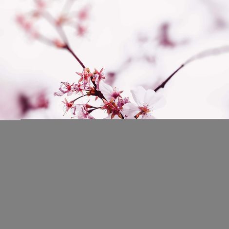 Tableau printemps fleurs blanc et rose | Tableau sur toile japonais idéal pour salle de bain | Tableau fleur de cerisier pastel 0,5 x 0,5 m (1/2)