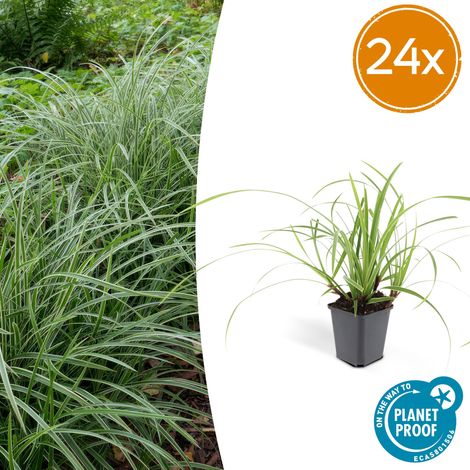 Lot de 24 Carex morrowii 'Ice Dance' Graminée Ornementale Couvre-sol Persistante Pot Ø9cm 10-25cm - PANGIVO (1/5)