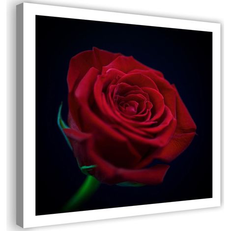 Tableau sur toile Fleur de rose rouge 40x40 (1/5)