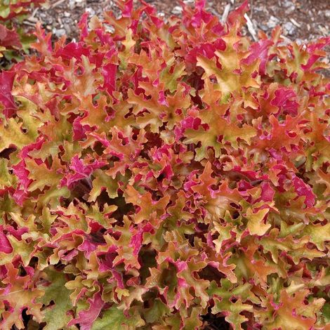 4 x Heuchère  - Heuchera 'Marmalade'  - godet 9x9 cm