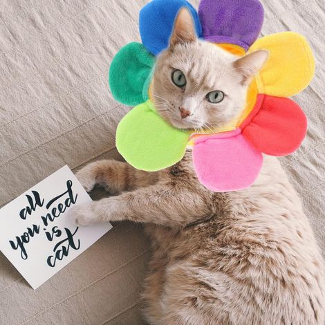 Lot de 3 coiffes florales pour jeux de rle - Costumes pour petits chiens - Cne de Nol - Cne de convalescence pour chat - Chapeau (1/5)