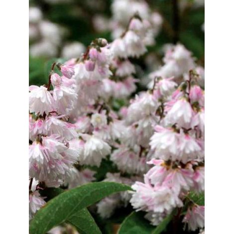 Deutzia scabra 'Pride Of Rochester' Pot de 7,5L/10L (1/3)