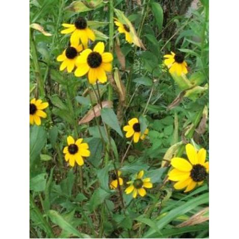Rudbeckie trilola Godet de 8/9 cm (1/2)