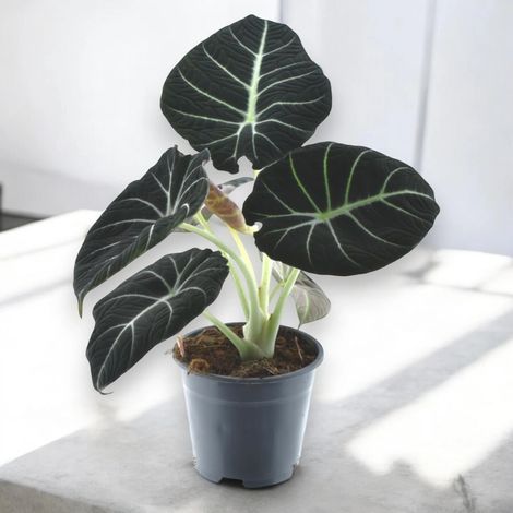 Gardenaria Alocasia 'Black velvet' - Pianta da interno ornamentale - Altezza: 25 cm (vaso 14) (1/5)