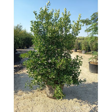 EUONYMUS JAPONICUS CESP.55 (E.Q.)