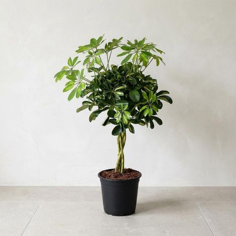 Schefflera Gold Capella - Plante Verte d'Intérieur - Feuillage Panaché Jaune et Vert - 75 cm - PANGIVO (1/2)