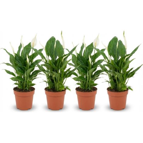 Spathiphyllum Fleur de Lune Lot de 4 Plantes d'Intérieur Dépolluantes Ø 12 cm Hauteur 35-40 cm - PANGIVO (1/4)