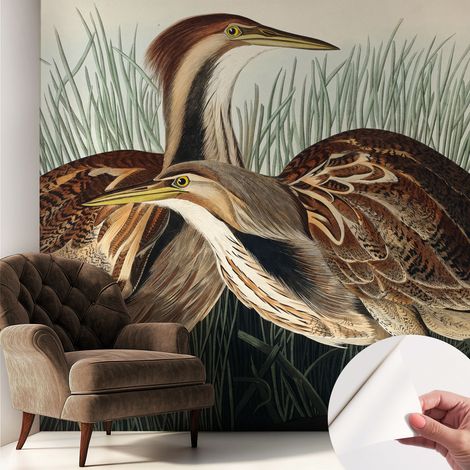 Fotomurale adesivo - murale da parete - Carta da parati autoadesiva - design parete moderno - Uccelli realistici 250x250 cm (1/5)