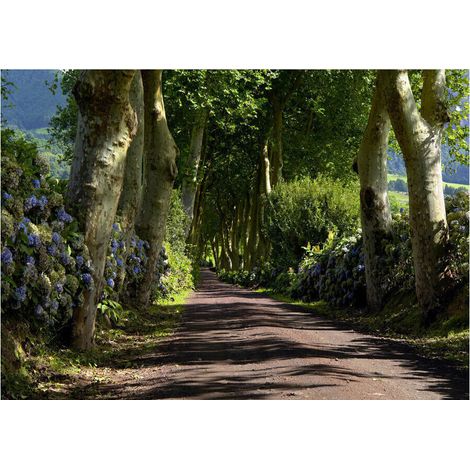 Forest alley, photo murale, 360x254 cm, 4 parts (1/3)