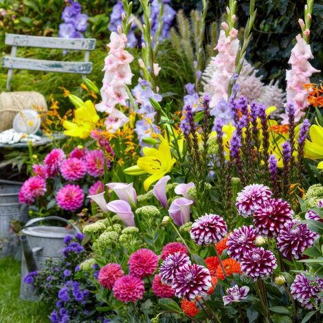 Mélange d'été - Collection économique - 50 bulbes de fleurs - Multicolore