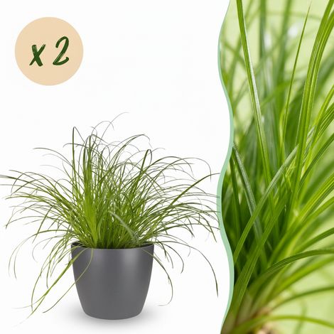 Lot de 2 Plantes d'Intérieur Cyperus alternifolius Zumula Herbe à Chat avec Pot Gris H20cm - PANGIVO (1/5)