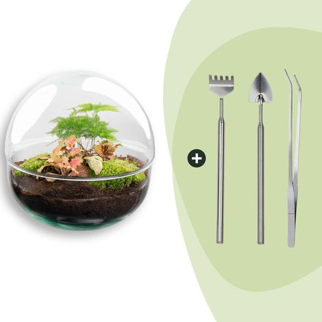 Terrarium de Plantes DIY en Verre avec Fittonia et Asparagus Ø 20 cm - PANGIVO (1/4)