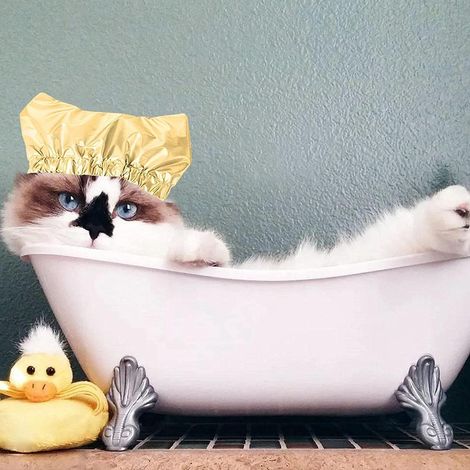 Auslaufsichere Badehaube für Katzen und Hunde – Maschinenwaschbar – Elastische Bänder – Flexibel für Tierköpfe – Ersatzteile (1/5)