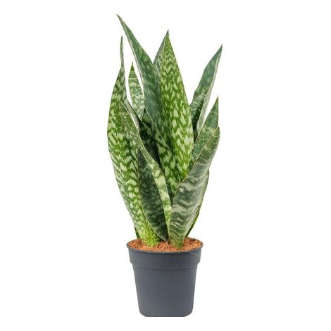 Sansevieria aubrytiana "metallica" vaso 12cm