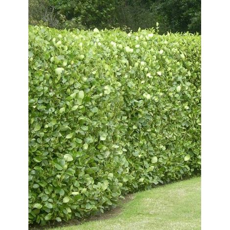 Griselinie du littoral 'Green Horizon ' Pot de 2L/3L (1/4)
