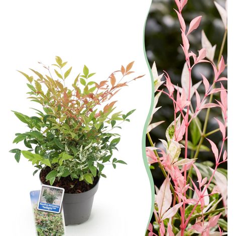 Nandina domestica Twilight Arbuste Persistant Panaché Rose Jardin et Balcon Pot 17 cm 45 cm - PANGIVO (1/5)