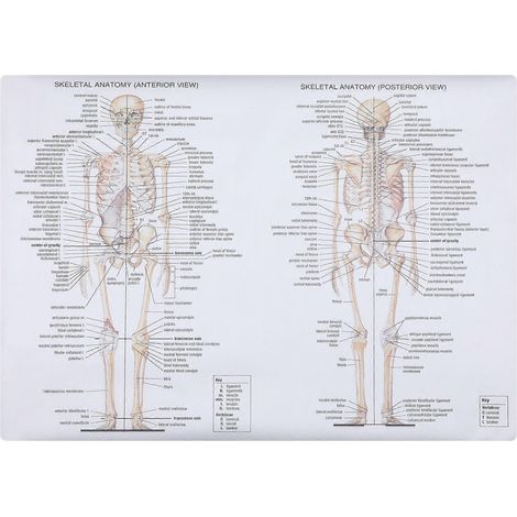 affiche pédagogique d'anatomie représentant un muscle squelettique humain (peinture anatomique)-70X50CM